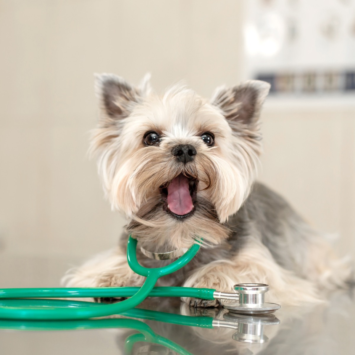Adorable Yorkshire Terrier with green stethoscope