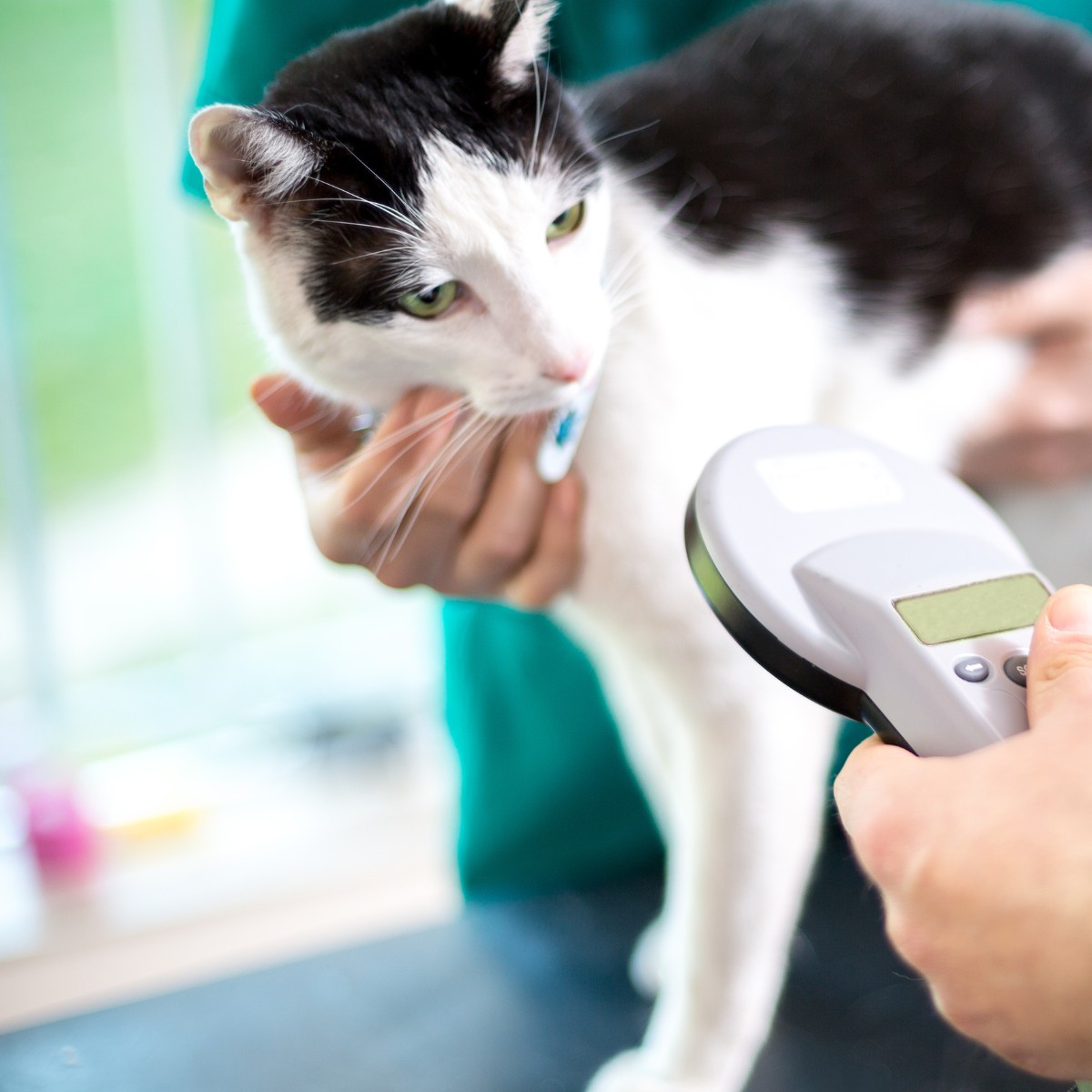 Veterinarian identify cat by microchip implant