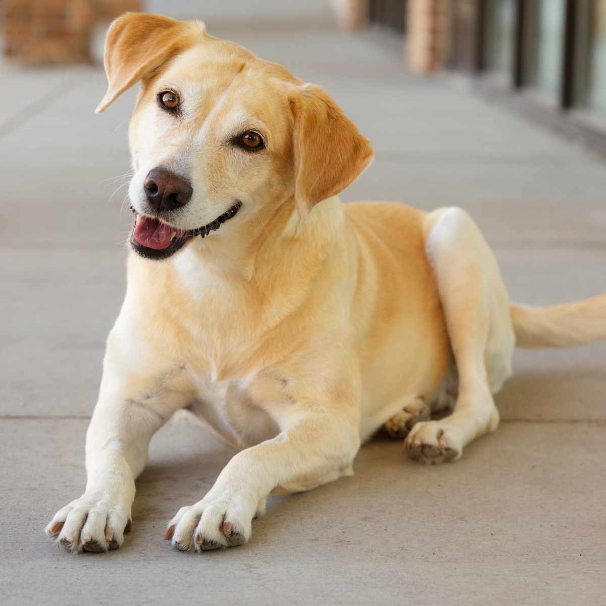 A happy yellow lab dog sitting on a sidewalk.