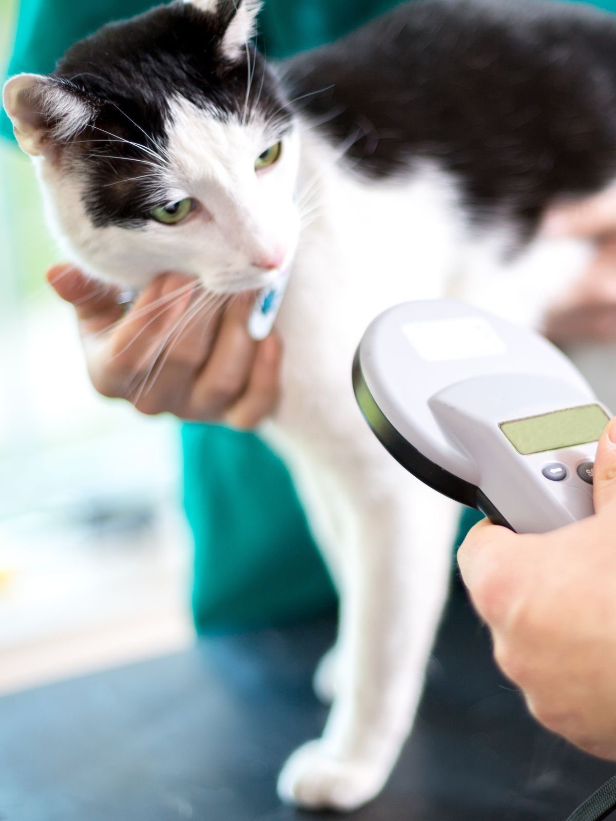 a cat being scanned with a microchip reader held by a person