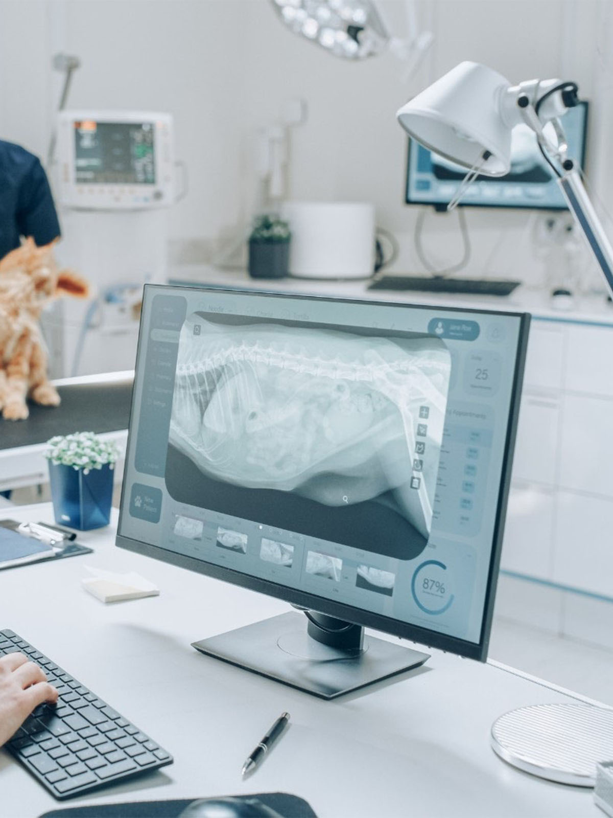 a cat on the table and a computer screen displaying an X-ray