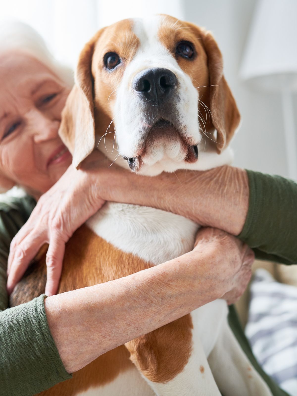 a close-up of a beagle dog being gently cradled in the arms of a person