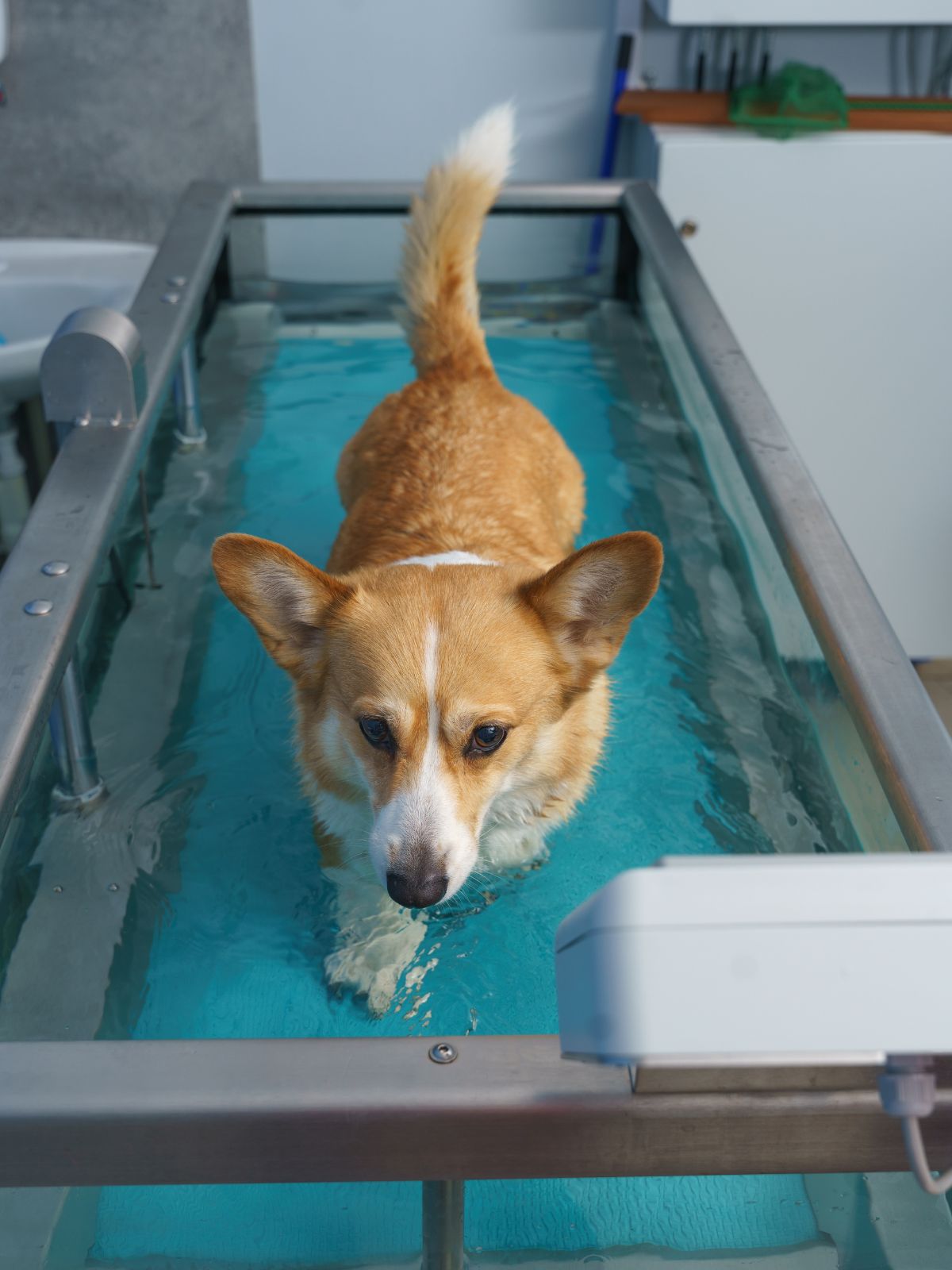 a corgi walks through a water treadmill for exercise therapy