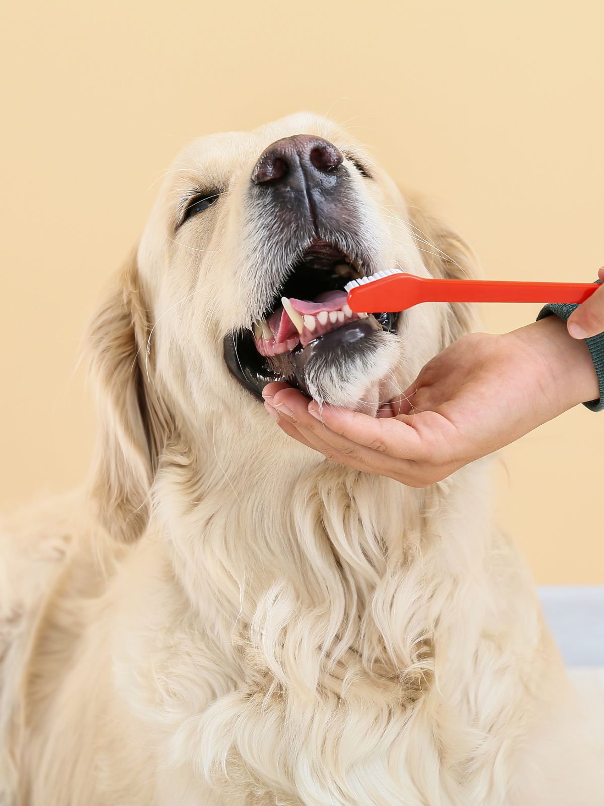 a person brushing a dog's teeth with a toothbrush