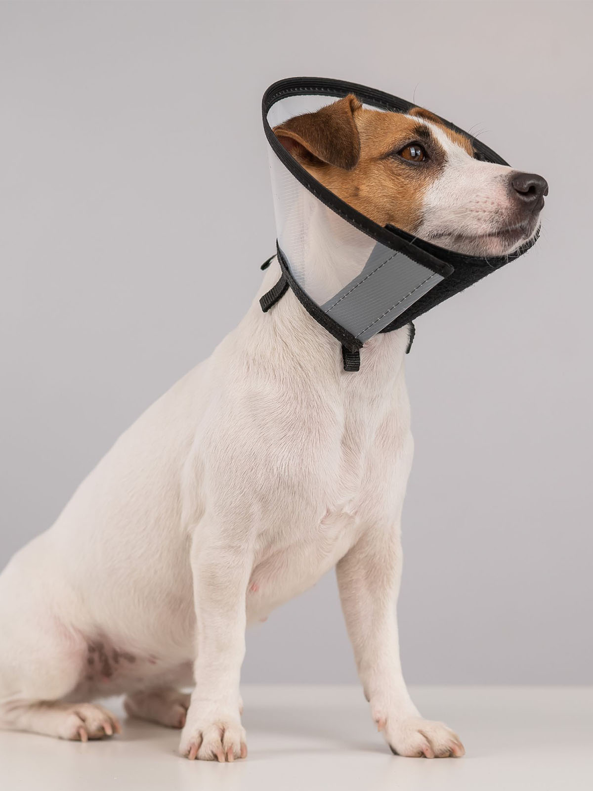 a dog wearing a protective neck cone