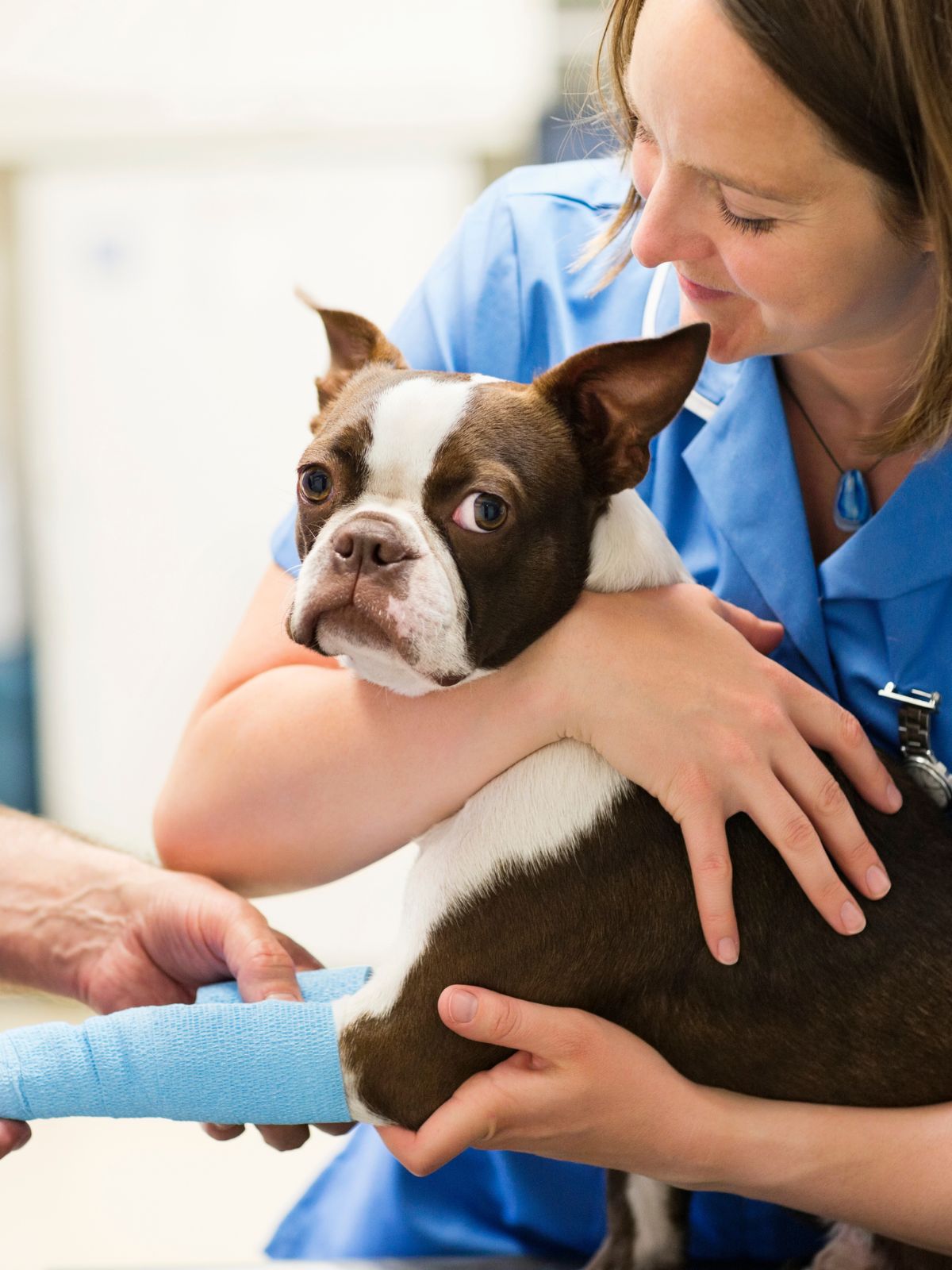 a dog with a bandaged leg is gently held by a person
