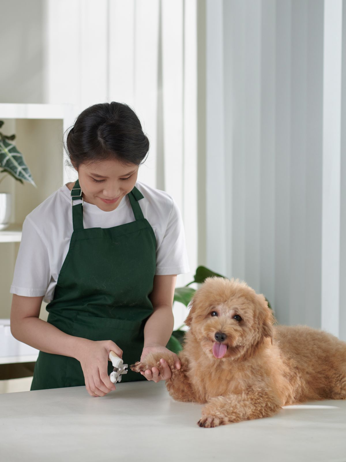 a groomer trims the nails of a dog
