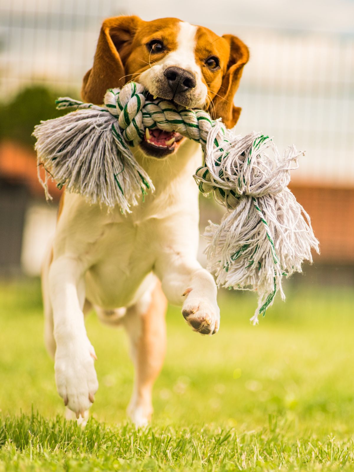 a joyful beagle runs on grass