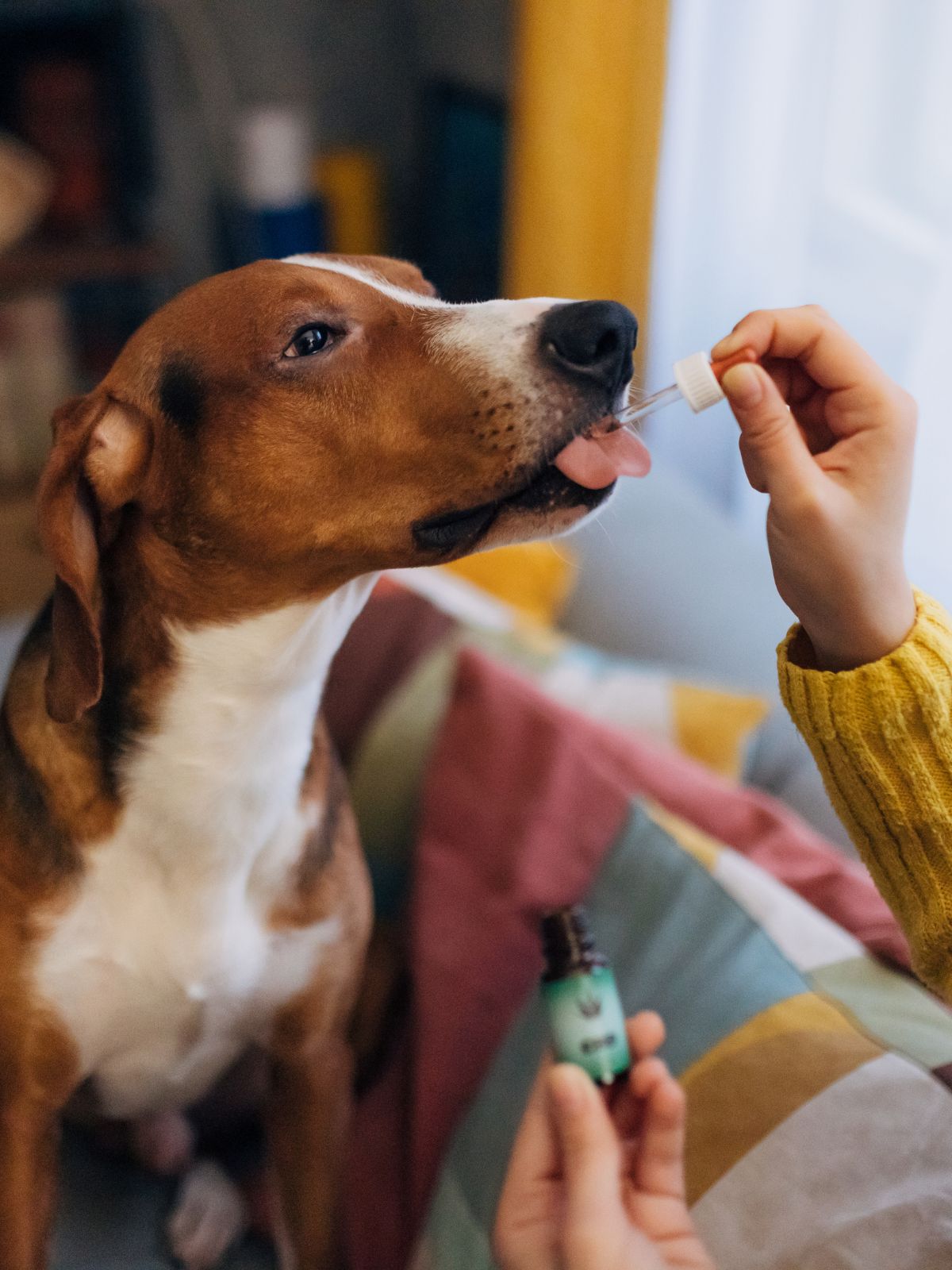 a dog eagerly reaches for a dropper bottle held by a person