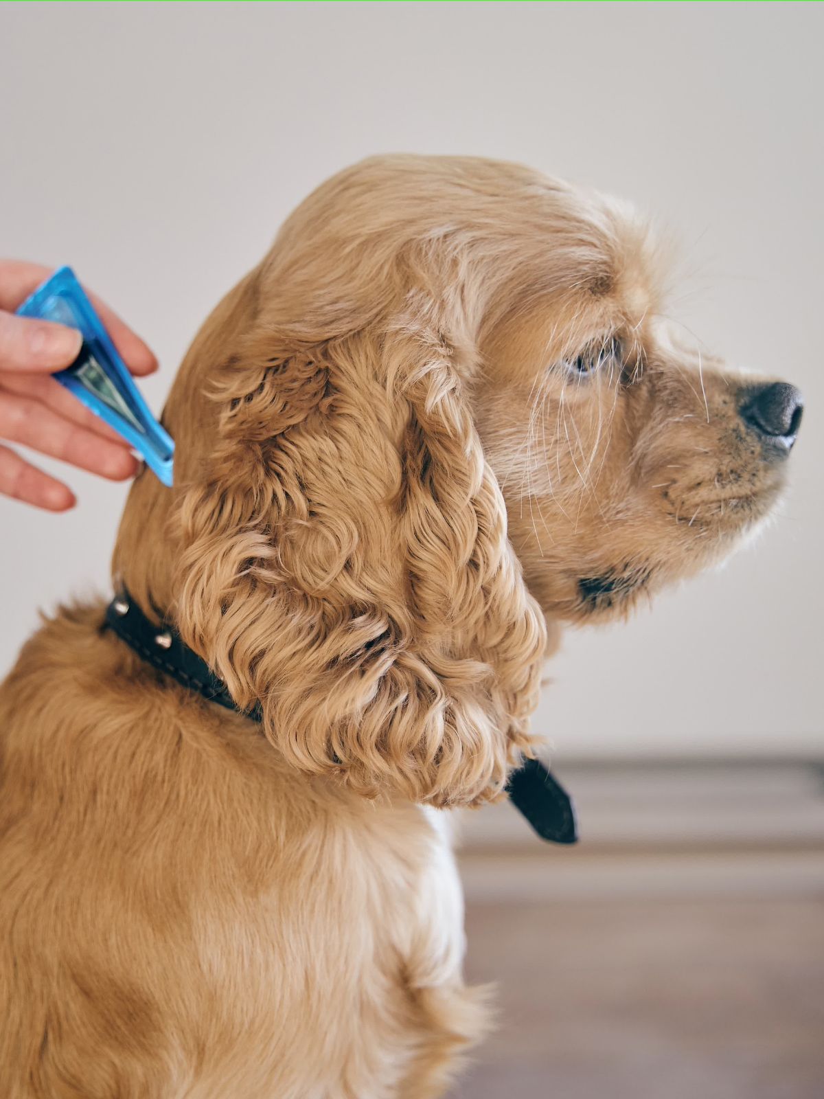 a person is giving parasite ticking to a dog