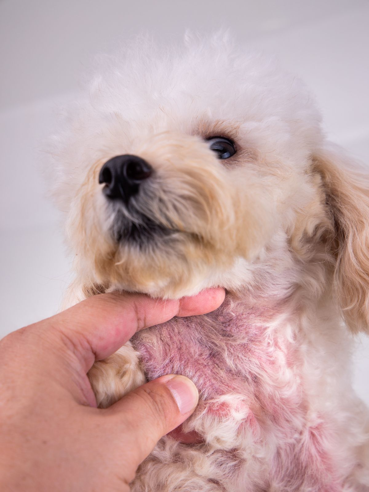 a person's hand examining a fluffy dog's skin irritation on its neck
