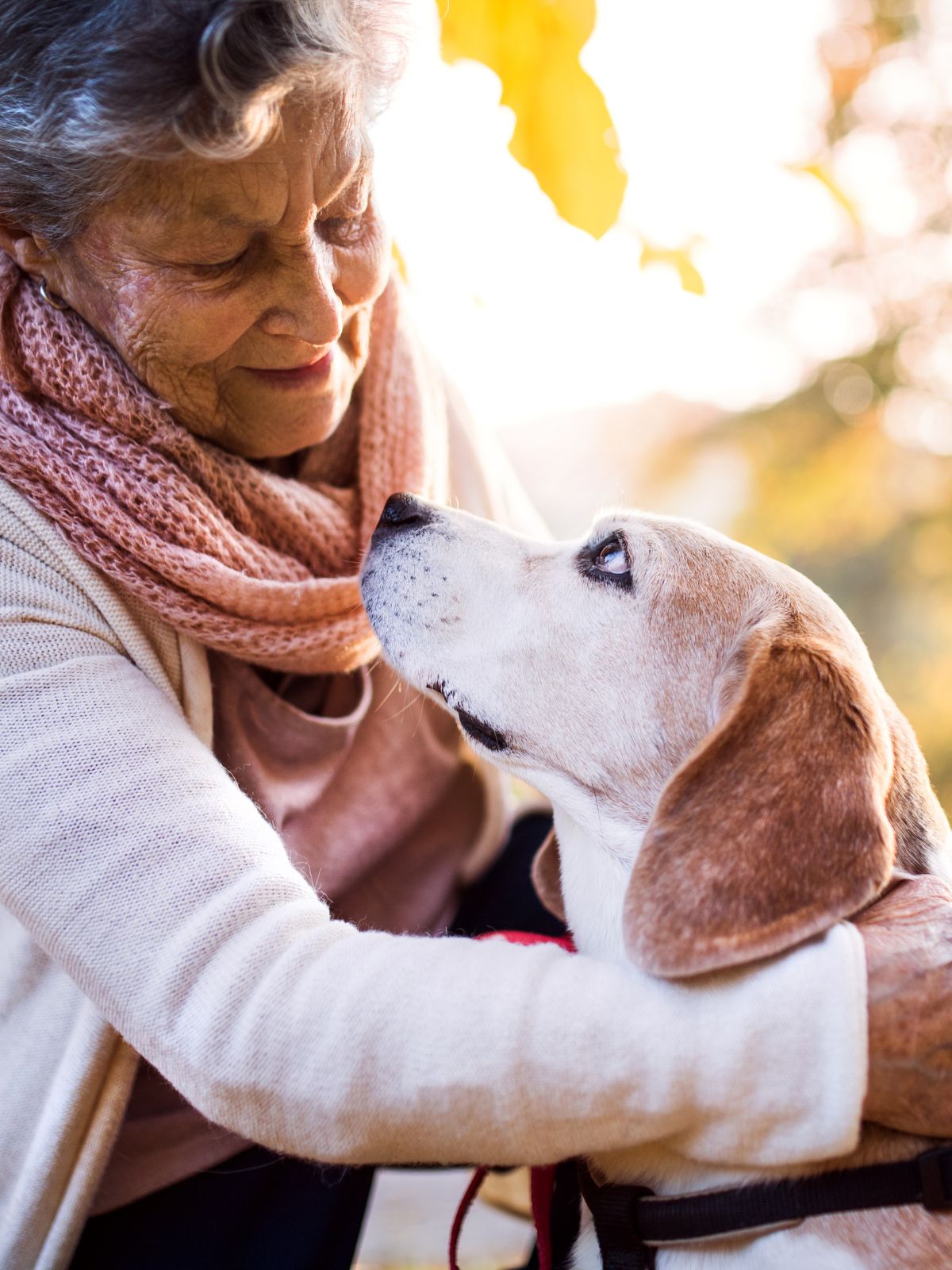 a senior dog gazing at person