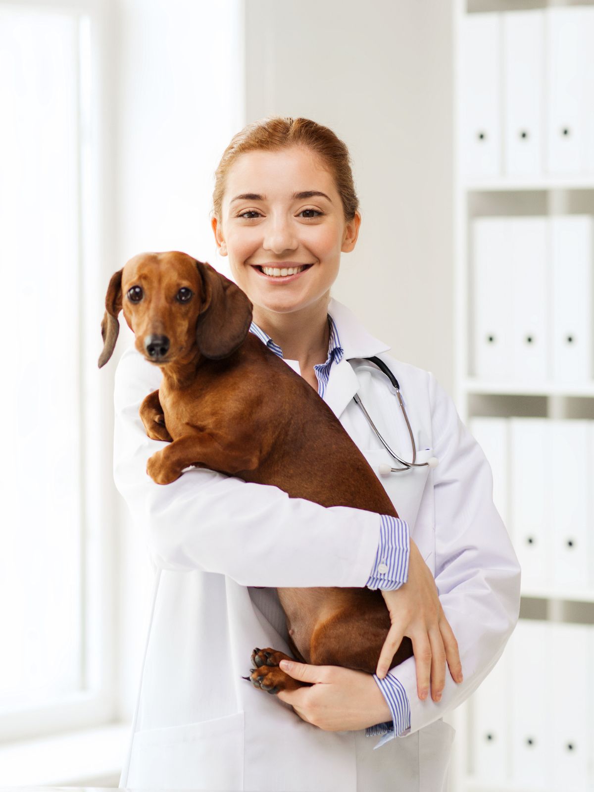 a vet holding a brown dog