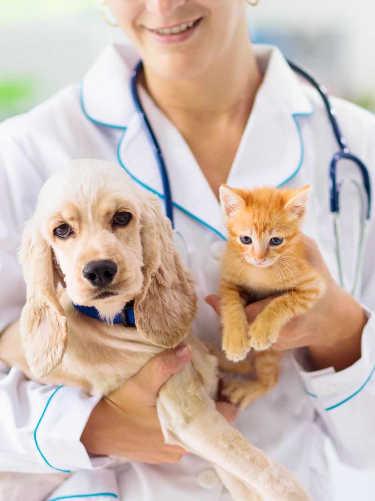 a vet holding an orange kitten and a beige dog