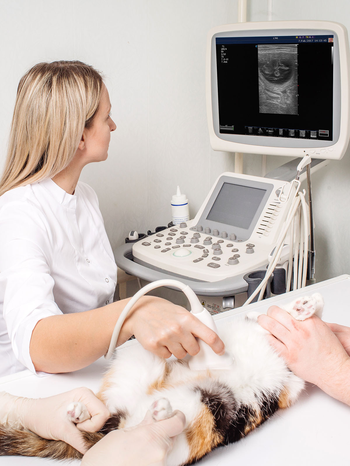 a vet performs an ultrasound on a cat with a monitor displaying the scan