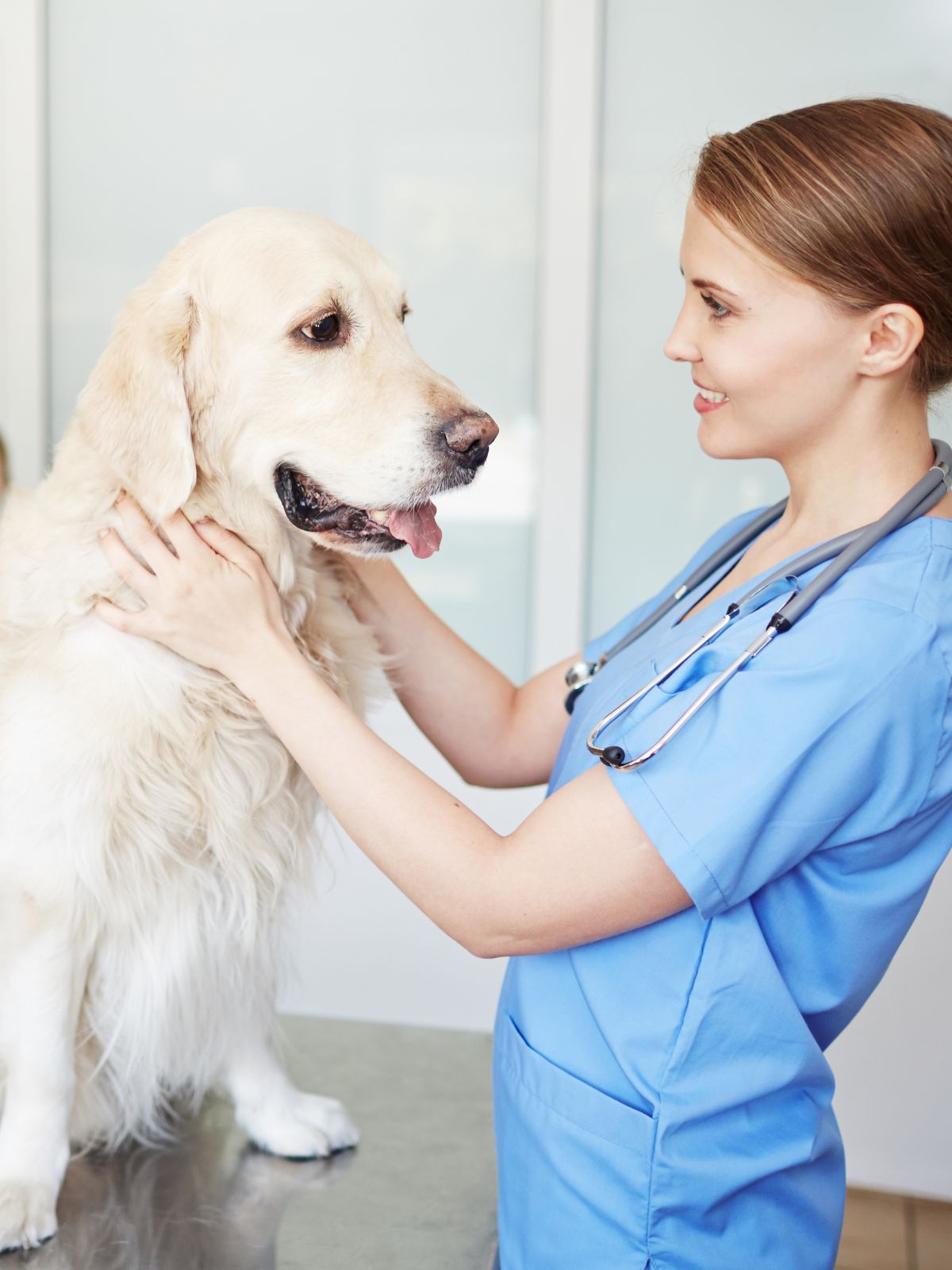 a vet examines a dog with a warm expression at a hospital