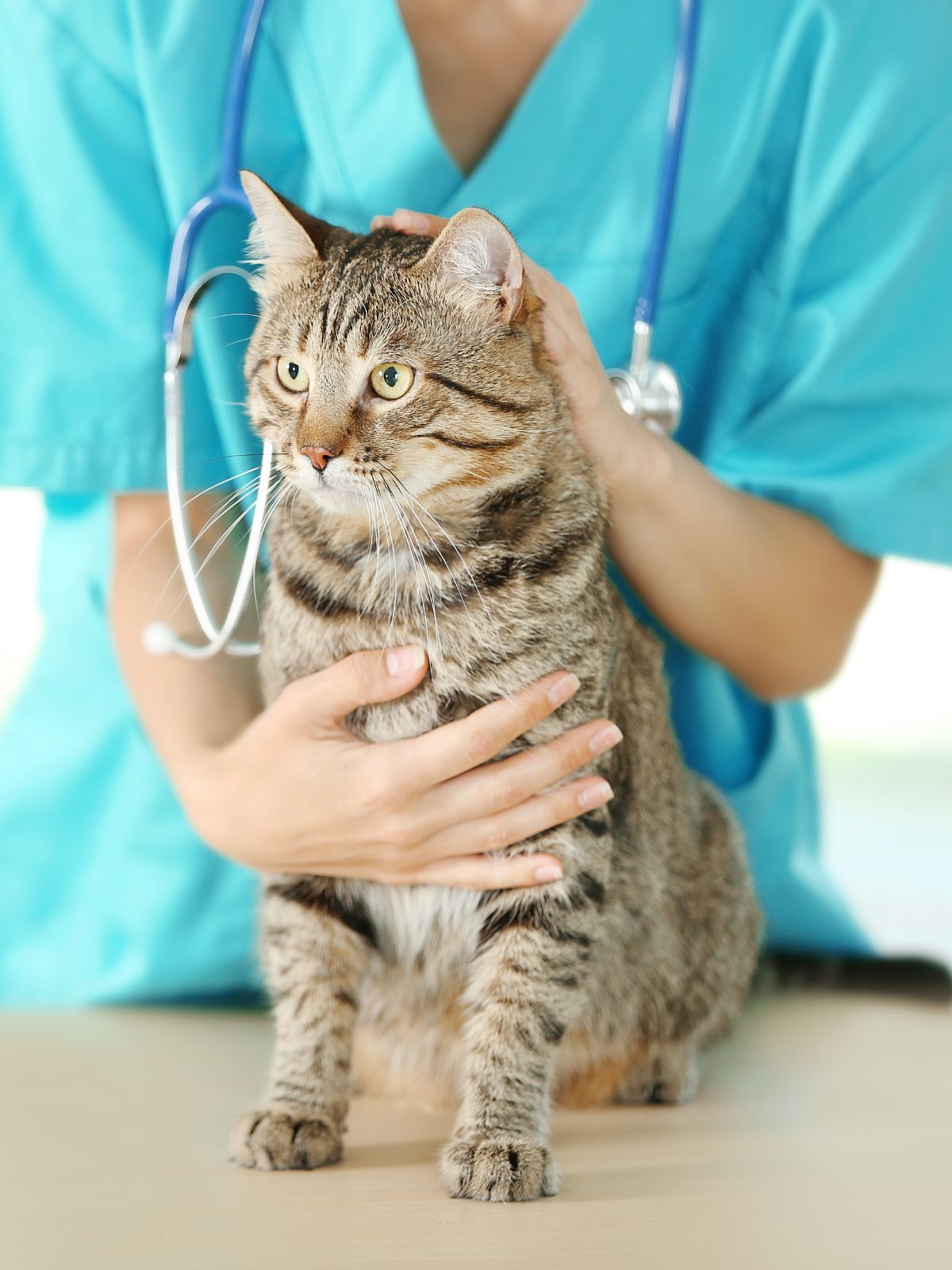 a cat sits on a table while a veterinarian gently holds its head