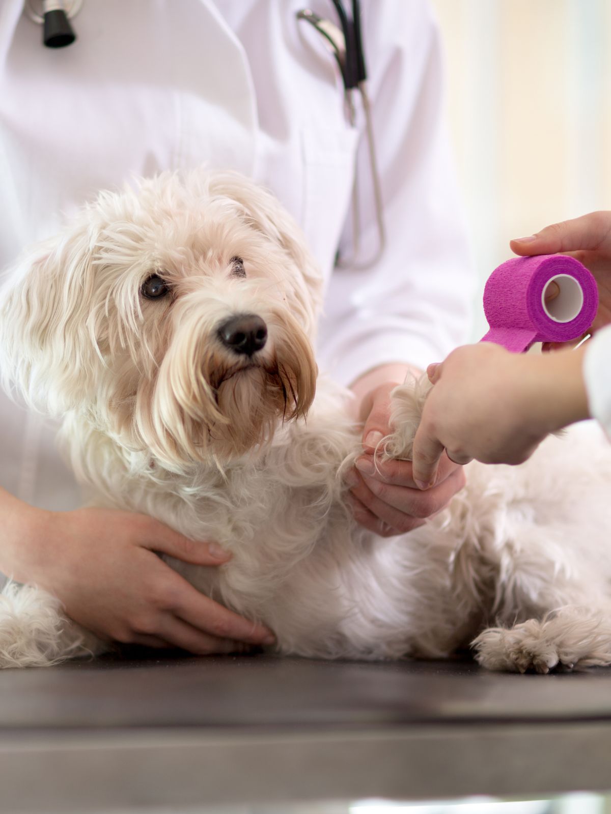 a veterinarian gently wraps a small dog's paw with pink tape