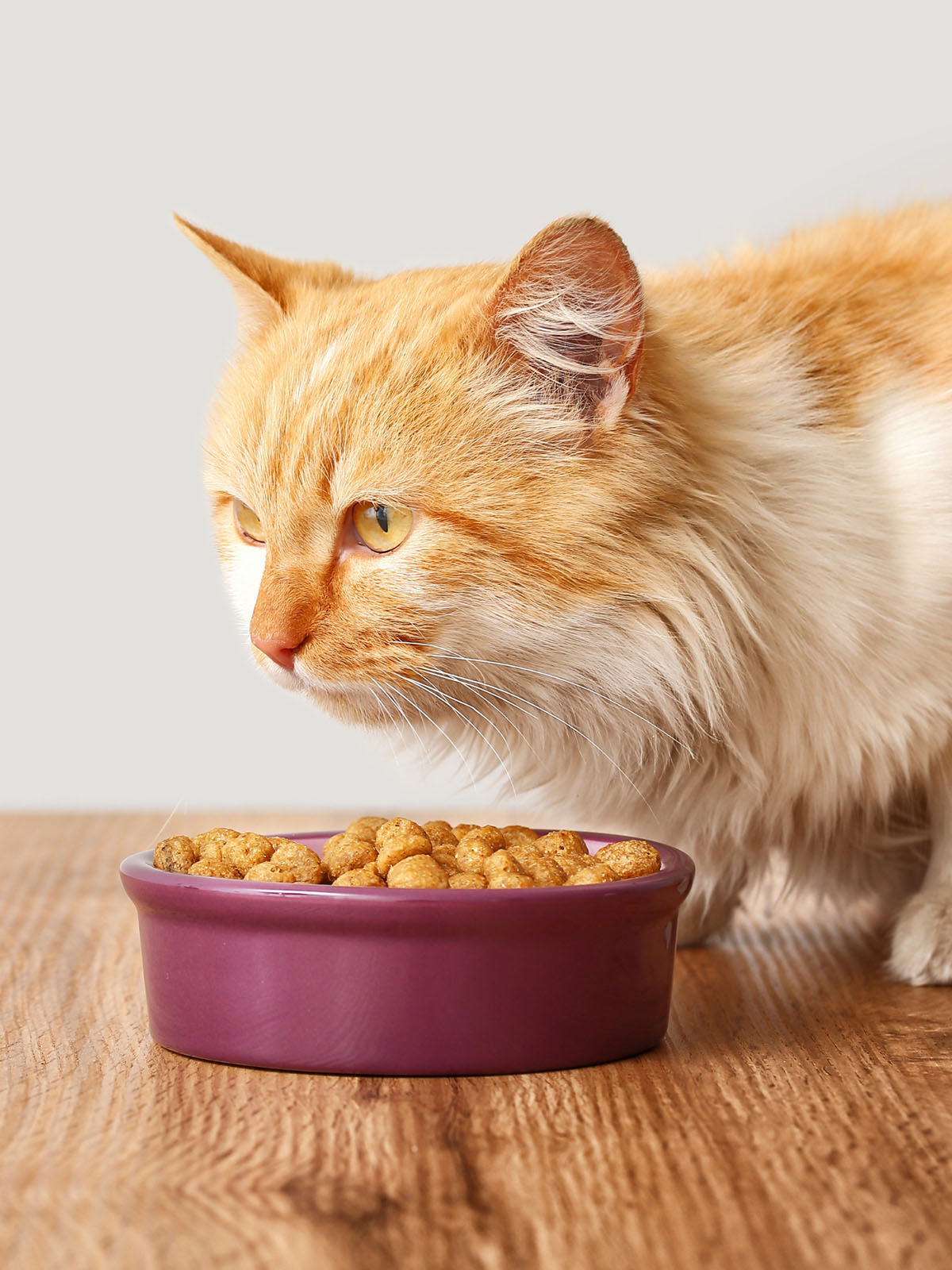 cat eating food from a bowl at home