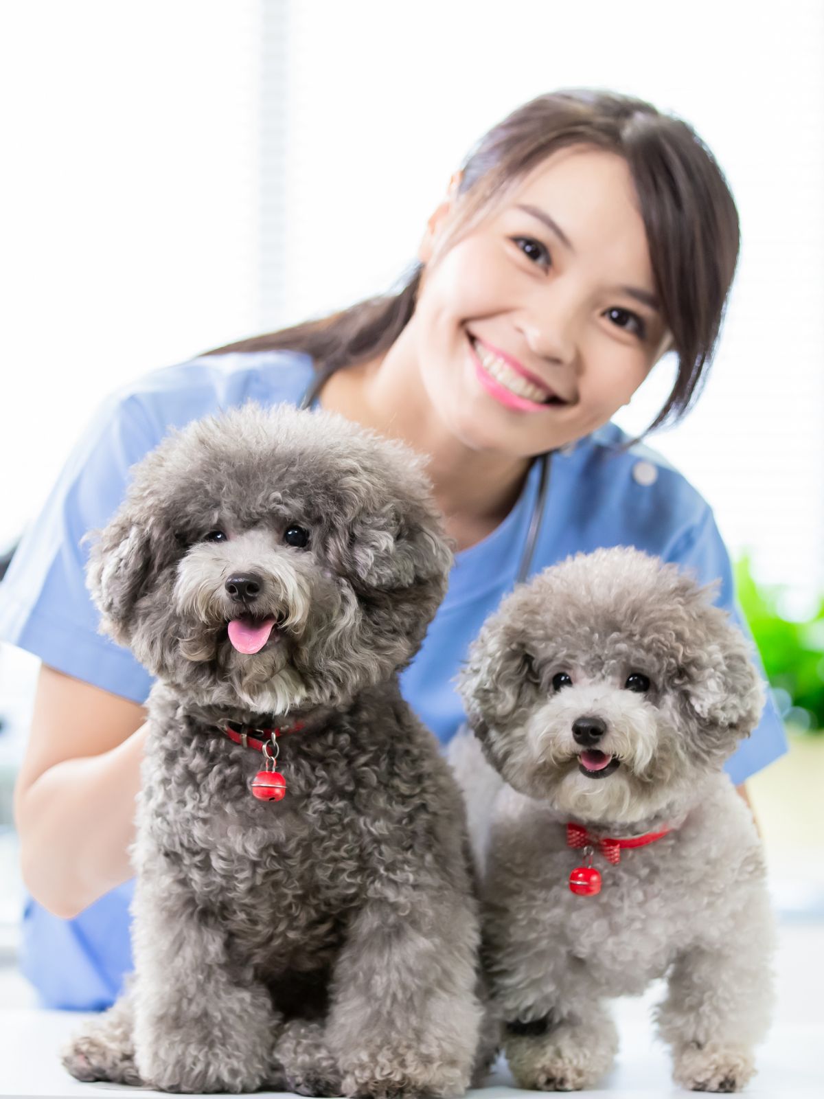 two happy poodles with red collars alongside a person
