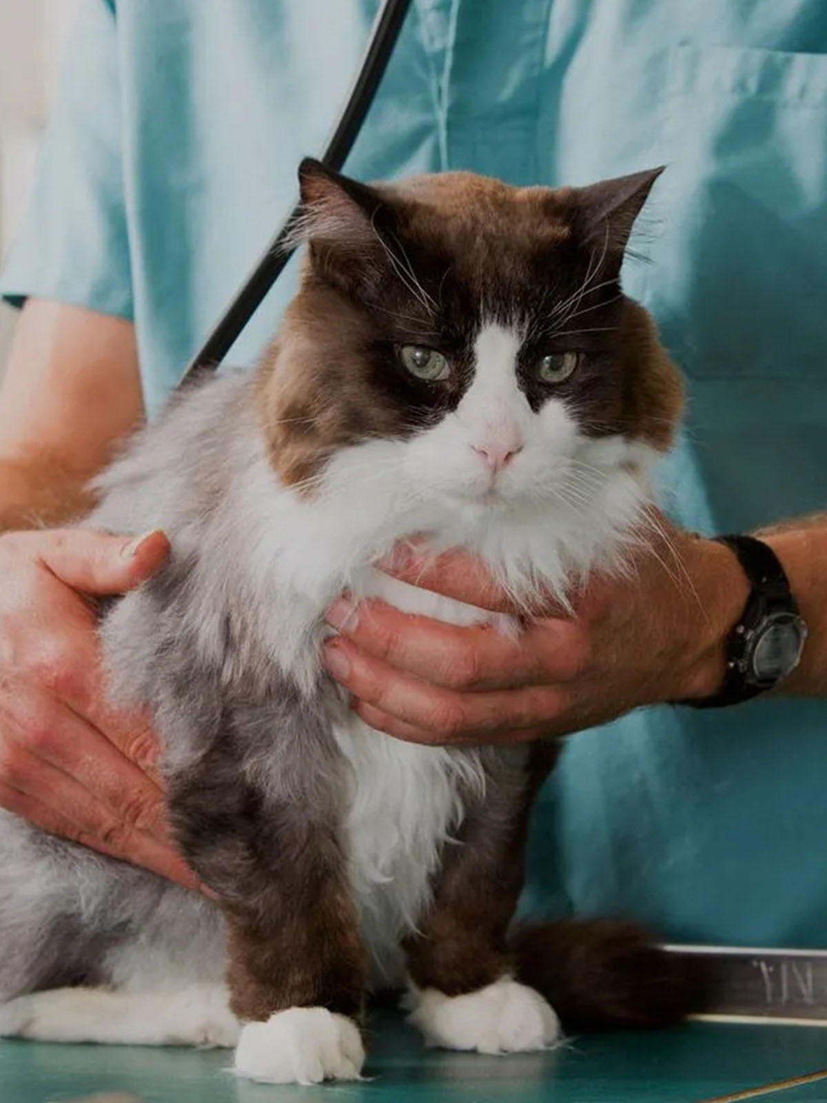 veterinarian holding a cat on an exam table