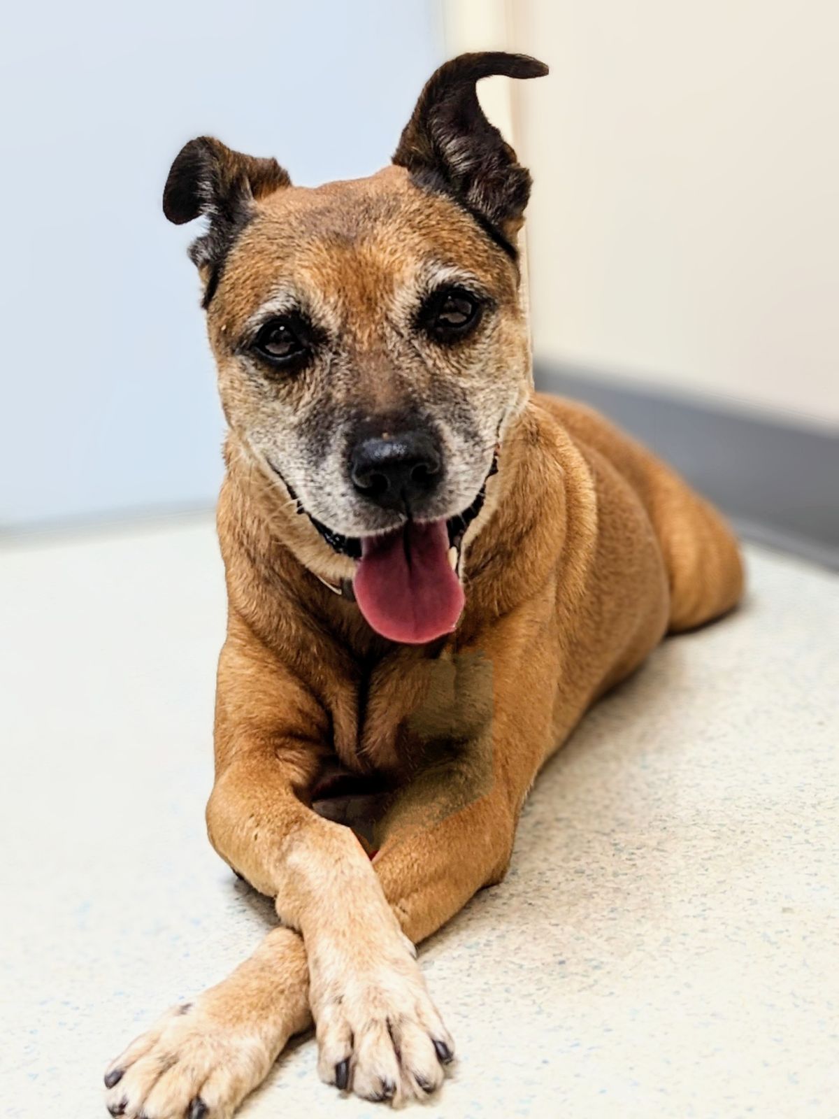 a brown dog rests comfortably on a light-colored floor