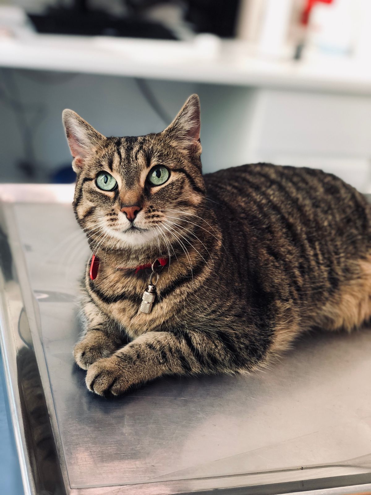 a cat sitting on the table