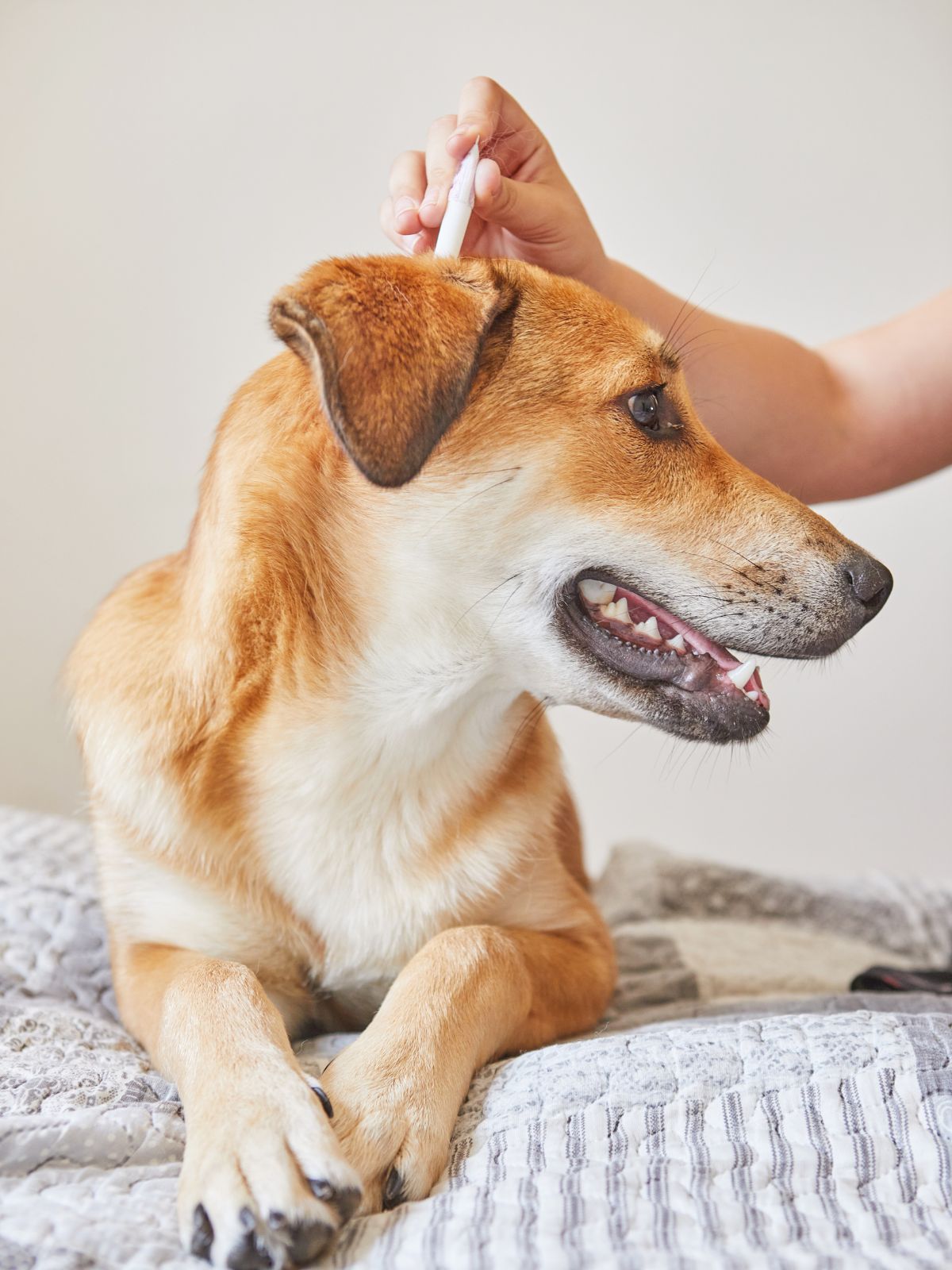a close-up of a relaxed brown dog lying on a bed
