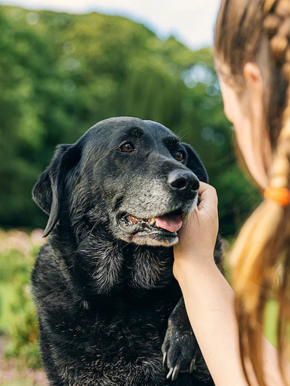 a person gently pets a dog in a lush garden